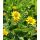 Arnica chamissonis  - arnika americká