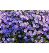 Aster dumosus 'Lady in Blue' - astra krovinatá 'Lady in Blue'