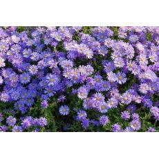 Aster dumosus 'Lady in Blue' - astra krovinatá 'Lady in Blue'