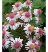 Aster lateriflorus var. horizontalis 'Chloe' - astra prútnatá 'Chloe'