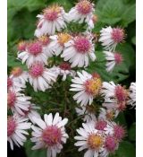 Aster lateriflorus var. horizontalis 'Chloe' - astra prútnatá  'Chloe'