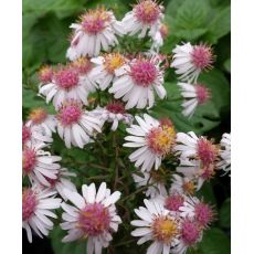 Aster lateriflorus var. horizontalis 'Chloe' - astra prútnatá  'Chloe'