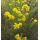 Aster linosyris - astra zlatovlasá