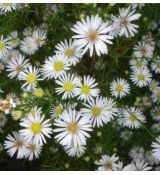 Aster pringlei 'Monte Casino' - astra  'Monte Casino'