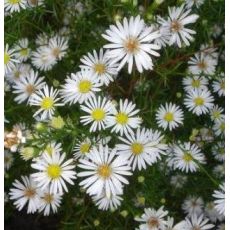 Aster pringlei 'Monte Casino' - astra  'Monte Casino'