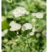 Astrantia major 'Alba' - jarmanka väčšia 'Alba'