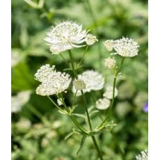 Astrantia major 'Alba' - jarmanka väčšia 'Alba'