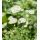 Astrantia major 'Alba' - jarmanka väčšia 'Alba'