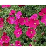 Aubrieta 'Audrey F1 Red' - tarička  'Audrey F1 Red'