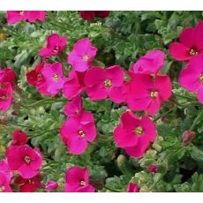 Aubrieta 'Audrey F1 Red' - tarička  'Audrey F1 Red'
