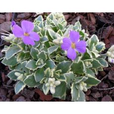 Aubrieta 'Dr. Mules Variegated' - tarička 'Dr. Mules Variegated'