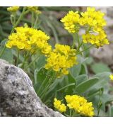 Aurinia saxatilis 'Gold Cushion' - tarica skalná 'Gold Cushion' (syn.Alyssum saxatile 'Gold Cushion')