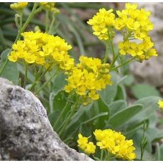 Aurinia saxatilis 'Gold Cushion' - tarica skalná 'Gold Cushion' (syn.Alyssum saxatile 'Gold Cushion')