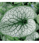 Brunnera macrophylla 'Sea Heart' - brunera veľkolistá 'Sea Heart'