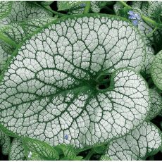 Brunnera macrophylla 'Sea Heart' - brunera veľkolistá 'Sea Heart'