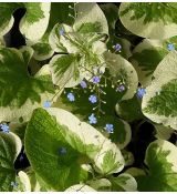 Brunnera macrophylla 'Variegata' - brunera veľkolistá 'Variegata'