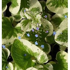 Brunnera macrophylla 'Variegata' - brunera veľkolistá 'Variegata'