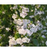 Calamintha nepeta 'Marvelette White' - marulka 'Marvelette White'