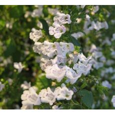 Calamintha nepeta 'Marvelette White' - marulka 'Marvelette White'