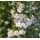 Calamintha nepeta 'Marvelette White' - marulka 'Marvelette White'