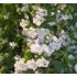 Calamintha nepeta 'Marvelette White' - marulka 'Marvelette White'