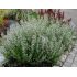Calamintha nepeta 'Marvelette White' - marulka 'Marvelette White'