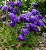 Campanula × pulloides 'G.F. Wilson' - zvonček  'G.F. Wilson'