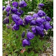 Campanula × pulloides 'G.F. Wilson' - zvonček  'G.F. Wilson'