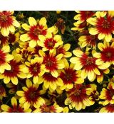 Coreopsis 'Firefly' - kráska 'Firefly'