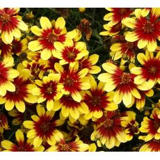 Coreopsis 'Firefly' - kráska 'Firefly'