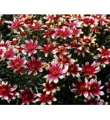 Coreopsis 'Sunstar Rose' - kráska 'Sunstar Rose'