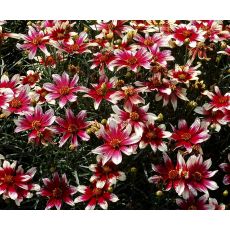 Coreopsis 'Sunstar Rose' - kráska 'Sunstar Rose'