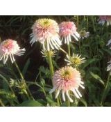 Echinacea × hybrida 'Cherry Fluff' - echinacea 'Cherry Fluff'