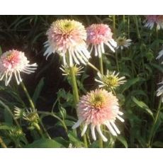 Echinacea × hybrida 'Cherry Fluff' - echinacea 'Cherry Fluff'