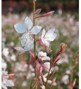 Gaura lindheimeri 'Gaudi White' - gaura lindheimerova 'Gaudi White'