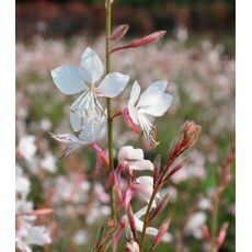 Gaura lindheimeri 'Gaudi White'  - gaura lindheimerova 'Gaudi White'