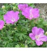 Geranium sanguineum - pakost krvavý