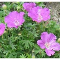 Geranium sanguineum - pakost krvavý
