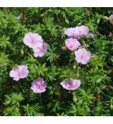 Geranium sanguineum var. striatum - pakost krvavý var. striatum