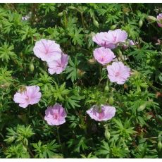 Geranium sanguineum var. striatum - pakost krvavý var. striatum