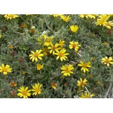 Heterotheca jonesii