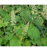 Heuchera villosa var. macrorrhiza