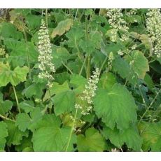 Heuchera villosa var. macrorrhiza