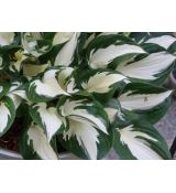 Hosta 'Fire and Ice' - funkia 'Fire and Ice'