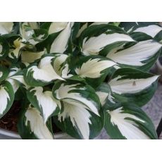 Hosta 'Fire and Ice' - funkia 'Fire and Ice'