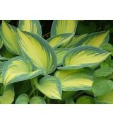 Hosta 'June' - funkia 'June'