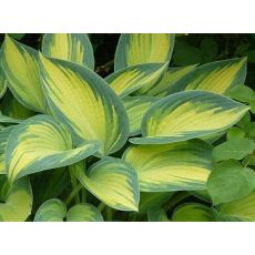 Hosta 'June' - funkia 'June'