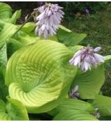 Hosta 'Sum and Substance' - funkia 'Sum and Substance'