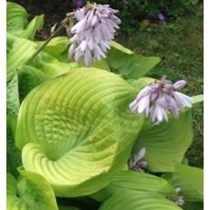 Hosta 'Sum and Substance' - funkia 'Sum and Substance'