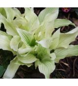 Hosta 'White Feather'  - funkia  'White Feather'